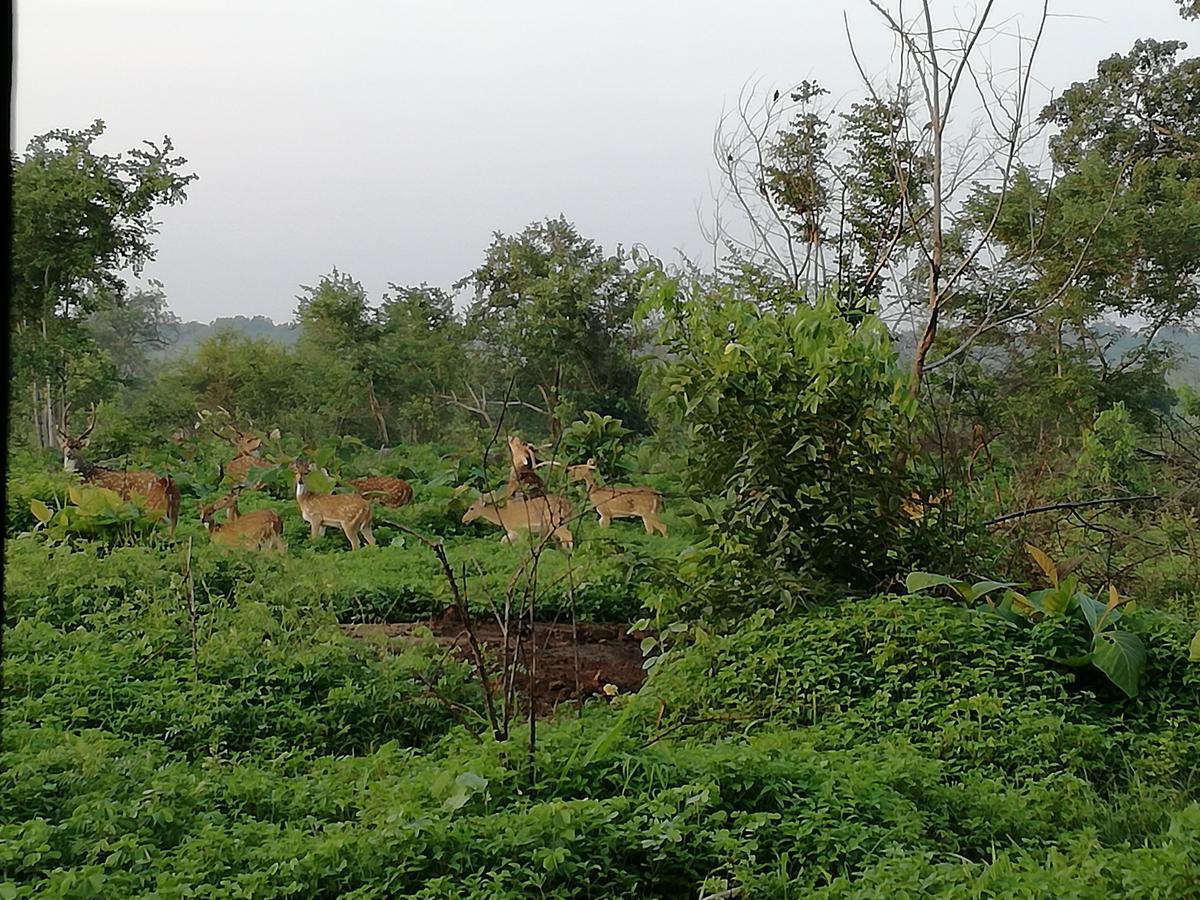 Induwara Safari Resort อุดาวาลาเว ภายนอก รูปภาพ