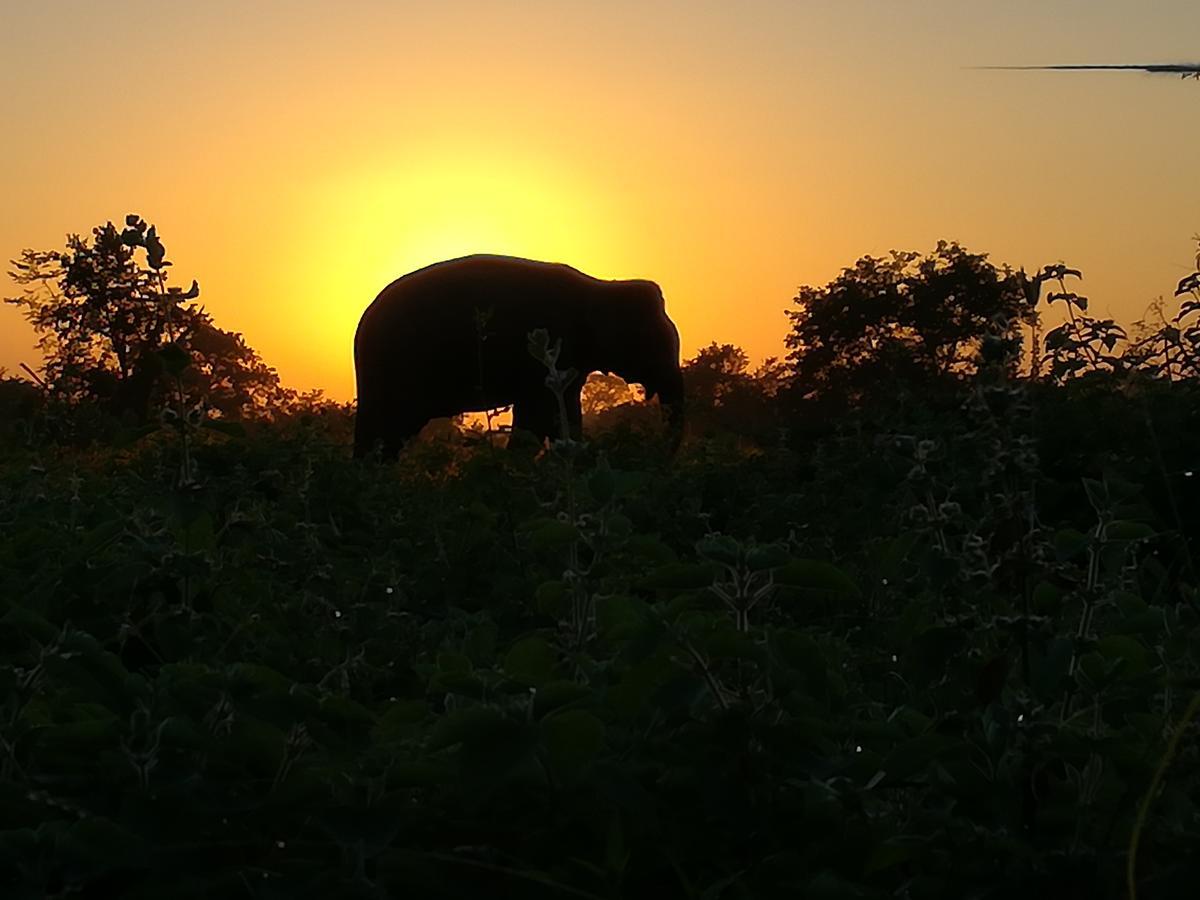 Induwara Safari Resort อุดาวาลาเว ภายนอก รูปภาพ
